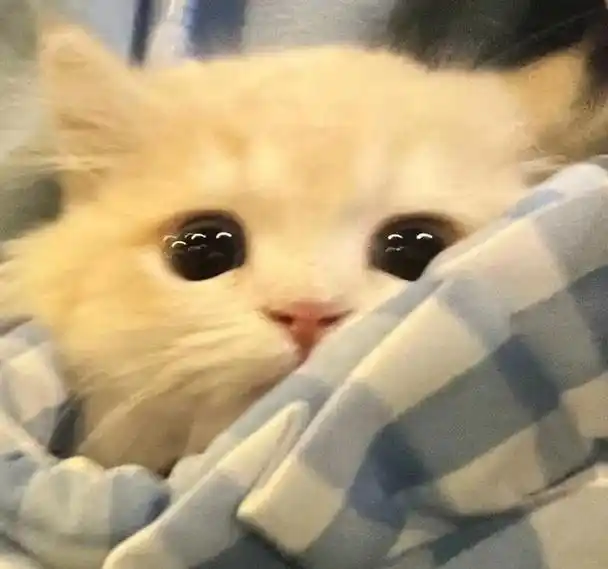 wechat可爱猫咪女头像