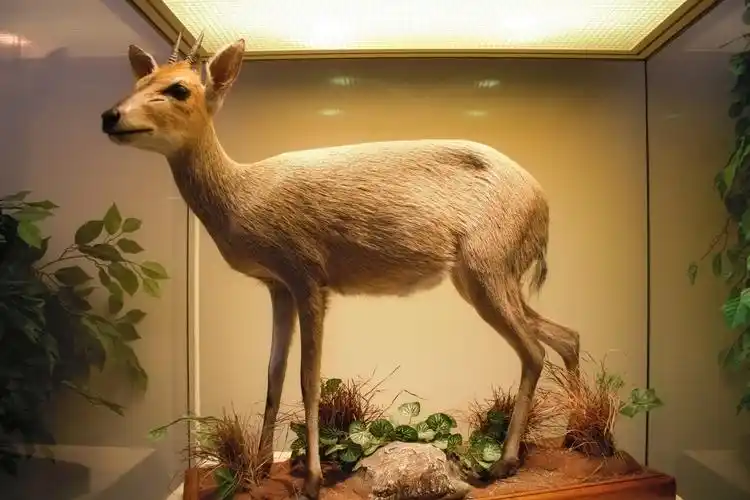 博物馆动物标本图片 - 第10张