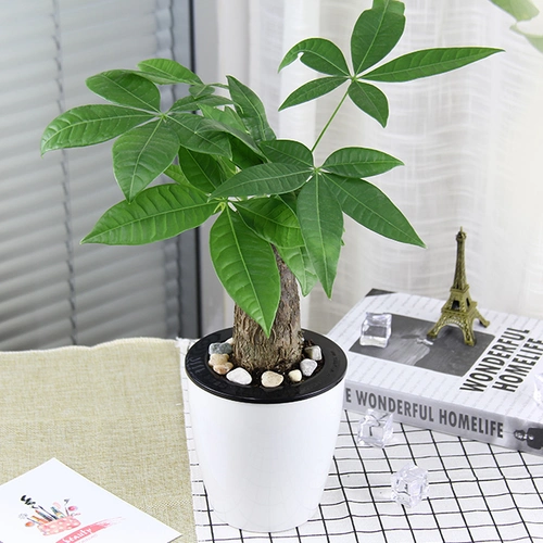 紫田绿植 办公室小型花卉盆栽发财树 净化空气桌面迷你花草植物