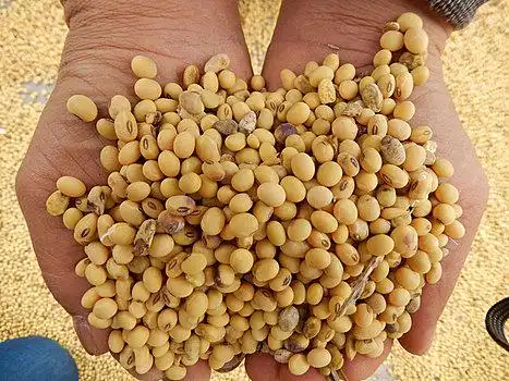 豆类图片_豆类图片大全_豆类图片素材