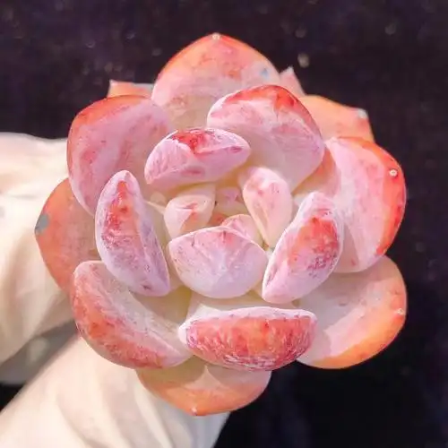 多肉  #海外多肉植物  #雪天使  #橙梦露雪天使  #多肉  #多肉雪天使