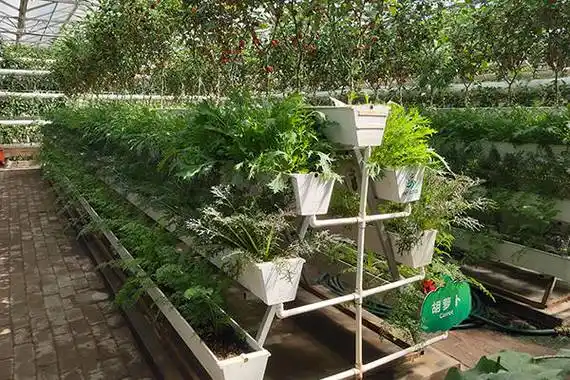 常见的蔬菜无土栽培模式有哪几种?