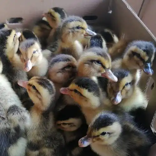 百色小鸭苗批发价格包运输成活技术指导