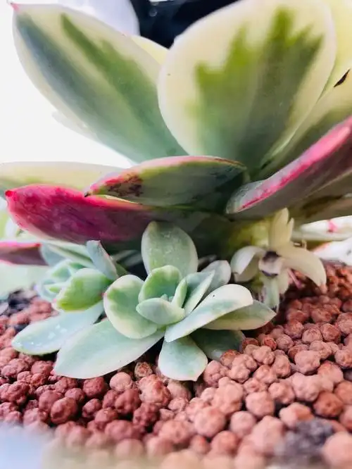 多肉控  #多肉植物  #多肉出锦