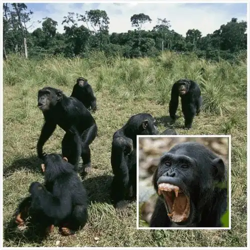 继吃人,吃猴之后,黑猩猩首次吃大猩猩,科学家:与全球变暖有关