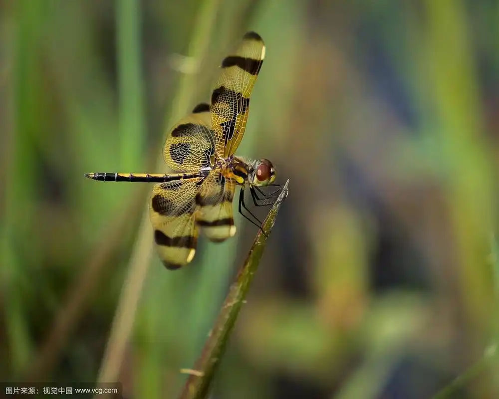 特写虎纹蜻蜓栖息在茎上