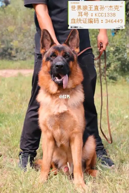 赛系德牧功勋级种公犬狼王直孙杰克落户