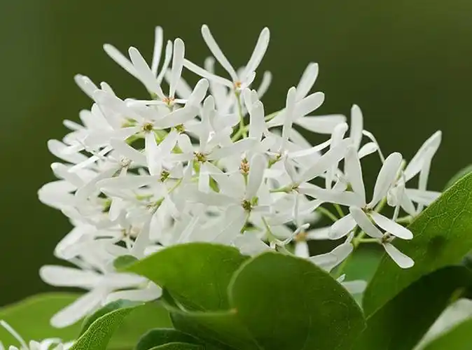 chionanthus retusus lindl.et paxt.