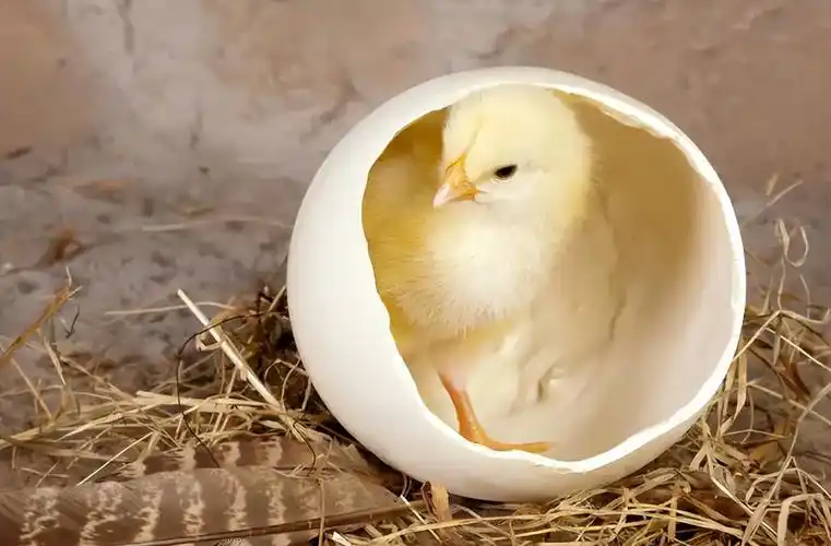 母鸡孵小鸡要多少天?