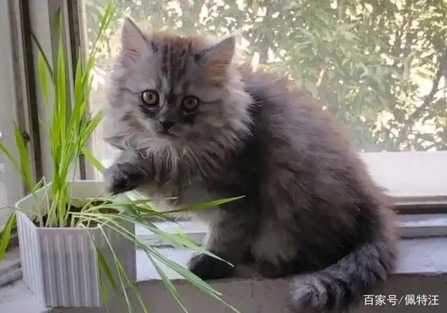 英短和土猫杂交出来是什么猫