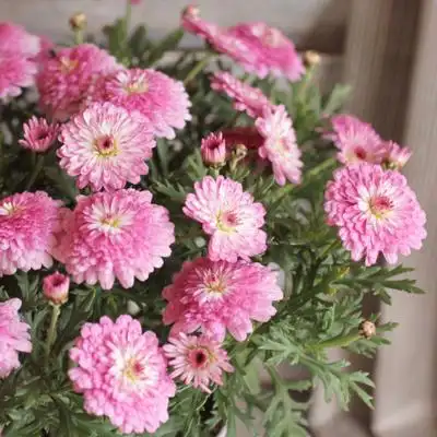 玛格丽特菊doroq多洛库木春菊花球开花机器盆栽种苗【小苗】