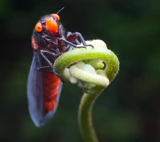黑翅红蝉是蝉科的一种动物.