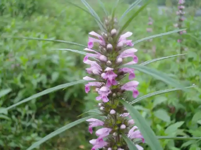 水边路旁随意生长的益母草你认识吗