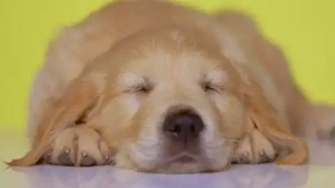 可爱的金毛猎犬小狗累了躺在黄色的床上睡觉