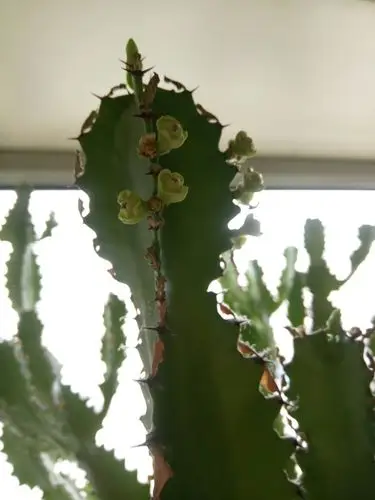 龙骨上是开花了吗