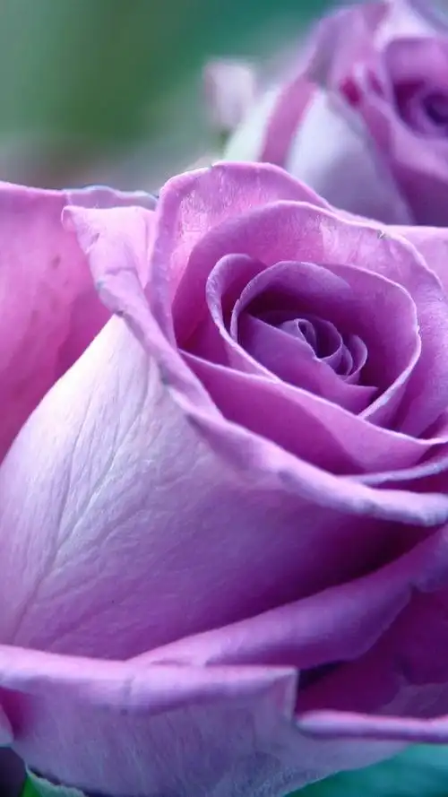 紫玫瑰 iphone 壁纸