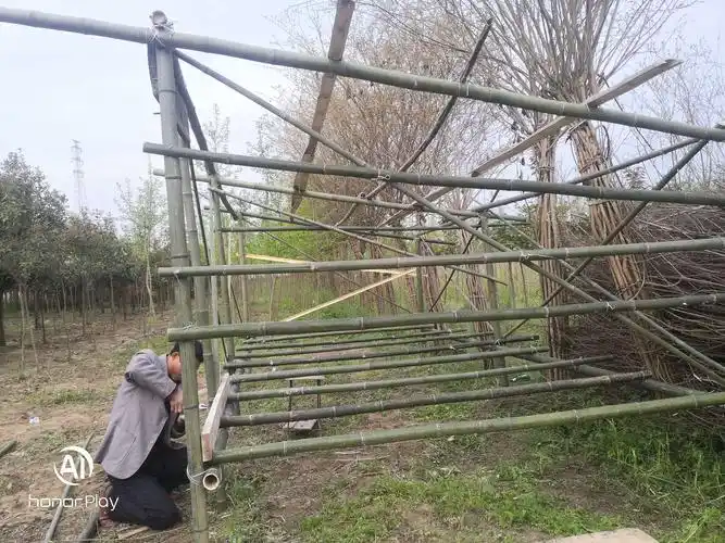 天然竹架鸡舍搭建中