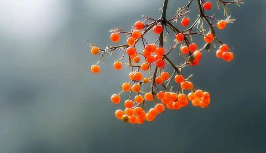 【原摄】秋天里熟的晶莹剔透野生小红果果