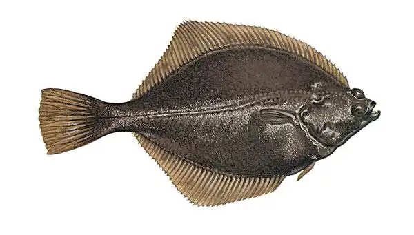 比目鱼图片_图片大全