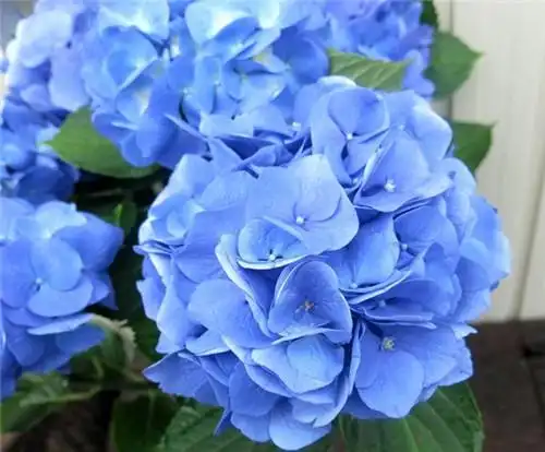 美得令人惊艳的蓝色花卉