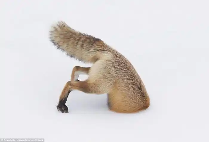 美国摄影师在黄石公园抓拍到红狐腾空而起钻入雪地中