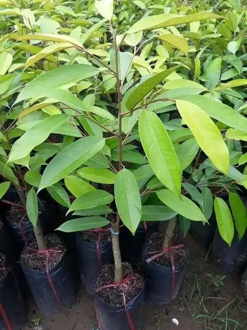 金枕榴莲苗  热带珍稀高端水果品种