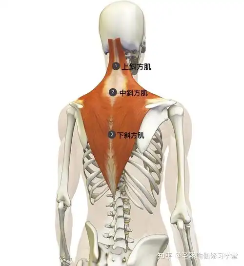 上提肩胛带,同下斜方肌一起旋转肩胛骨,使手臂高举过头【中斜方肌】起