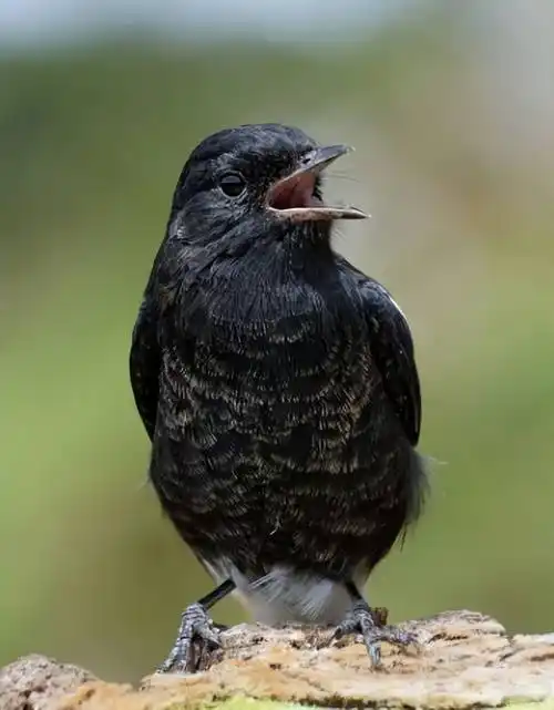 地球上10种最著名的"黑鸟"_黑色_羽毛_鹦鹉