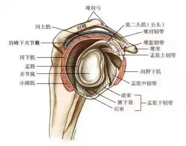 肩袖损伤康复早知道