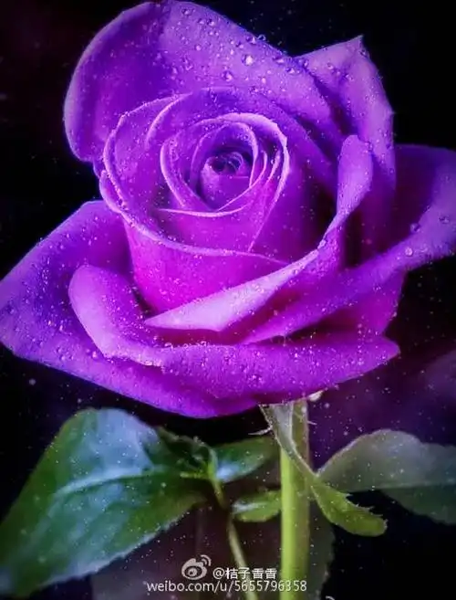 紫玫瑰是玫瑰花的一个品种,花朵娇小,但香气特别浓郁,口感更加柔润.