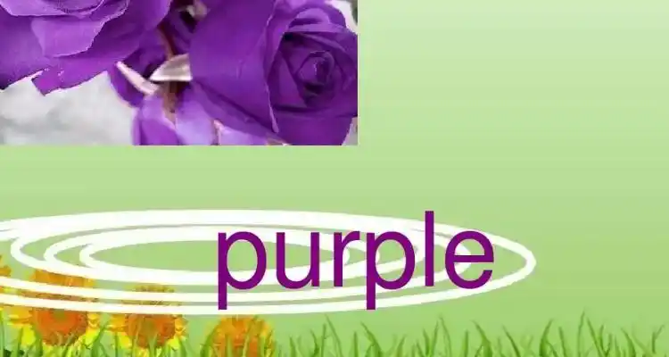 purple紫色怎么读
