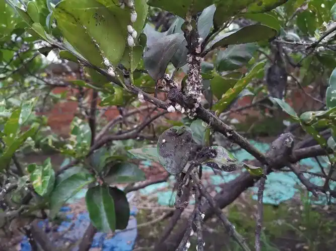 柚子树不知是病害还是虫害请教专家该怎么防治