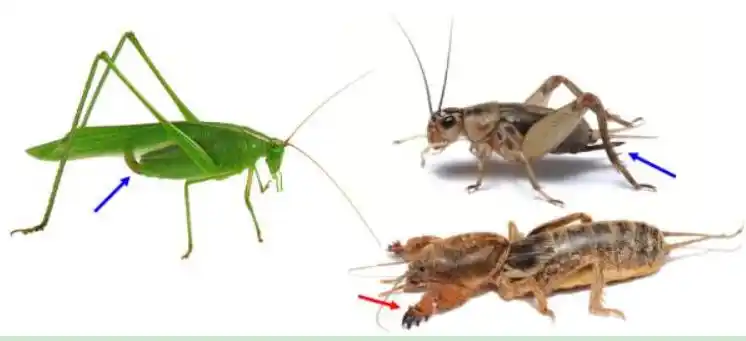 蛐蛐,蝈蝈,蟋蟀有什么区别?