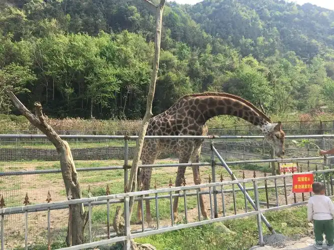 温岭市动物园半日游