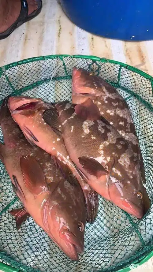 石斑鱼今日价格-百科大全-皮村电商