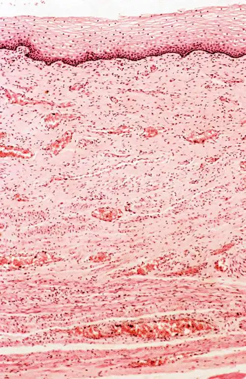 肌肉,健壮,无人,竖图,室内,特写,白天,正面,微生物,阴影,反射,科学