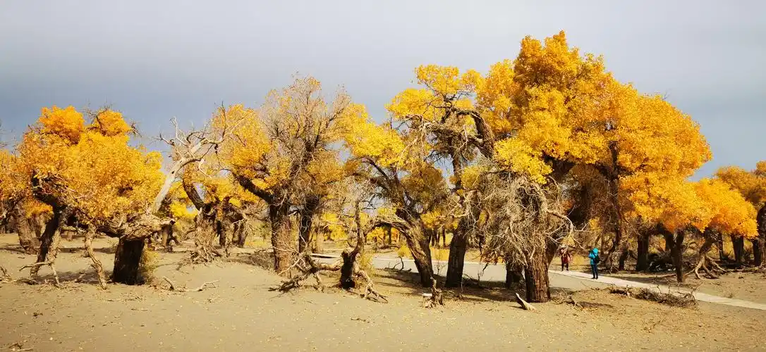 金秋十月邂逅最美秋景(下) ~~~最美胡杨林
