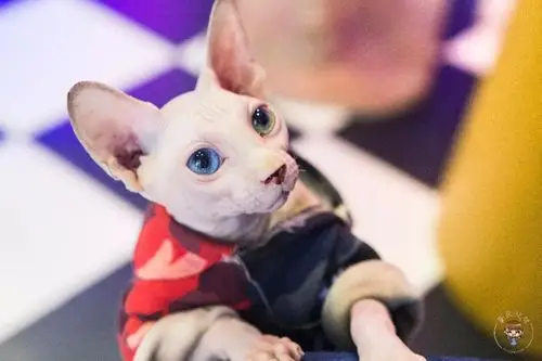 肇庆破坏神「比鲁斯」,我在这里吸到了!_猫咪