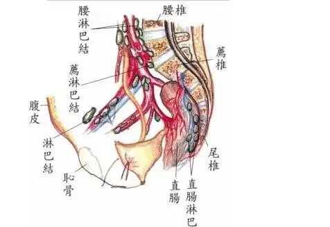 腹股沟才是健康的重要开关,你造吗?