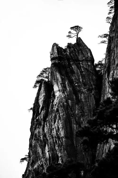 自然风光黄山不老松