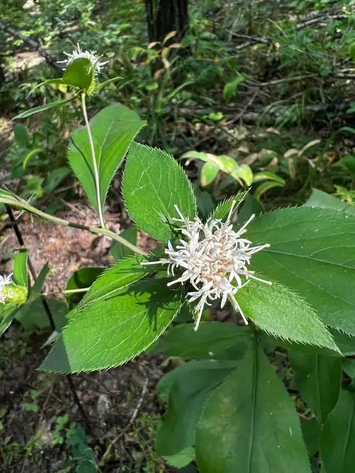 处处山中有之."是东北之东的野花.
