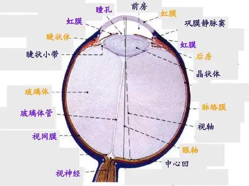 筛后孔 虹膜 睫状体 睫状小带 瞳孔 前房 虹膜 巩膜静脉窦 虹膜 后房