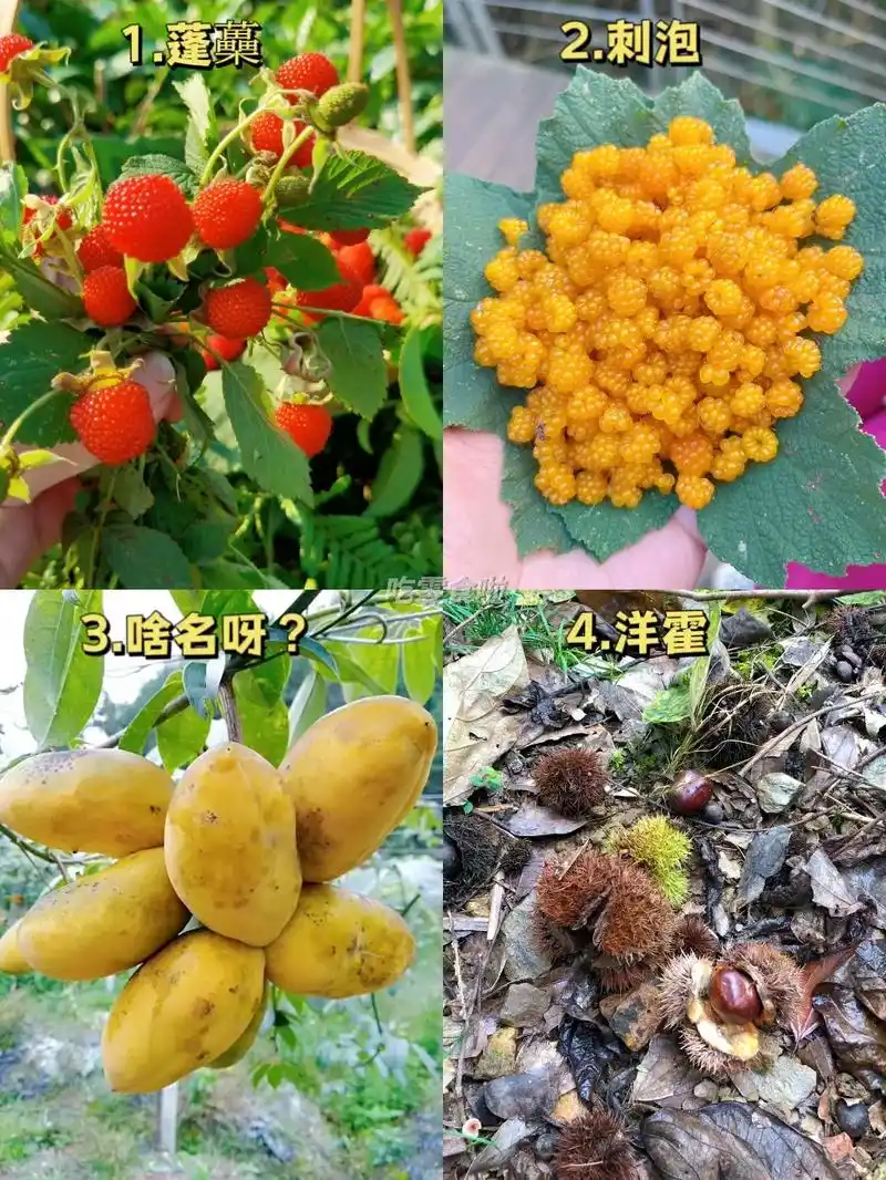 野果子.小时候吃的野果子,都叫不来名,有知道的嘛#农村野果  - 抖音