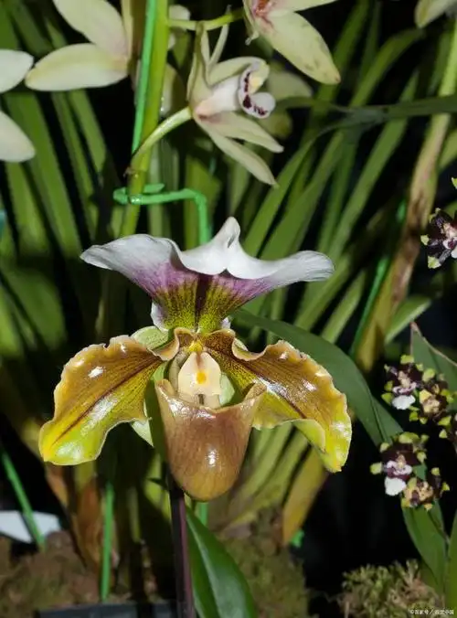 你知道吗?兰花是世界上最多样化的植物之一,有超过2.