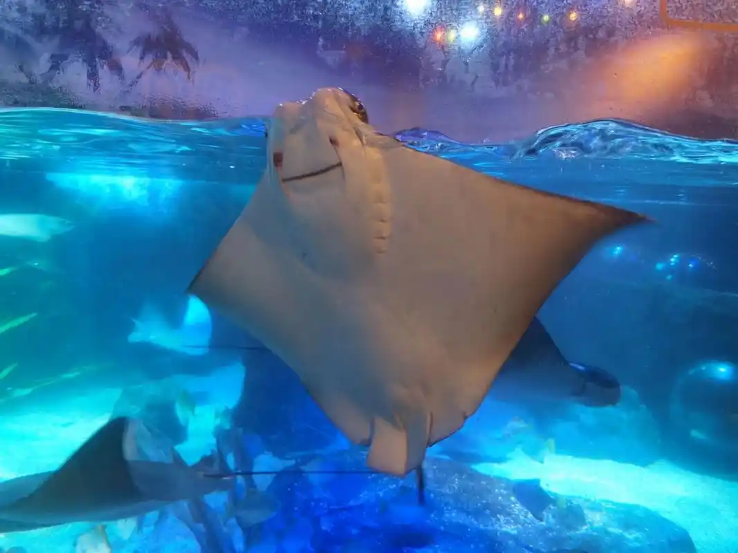 上海长风海洋世界 成年人来一次就好98 在海洋水族馆,海昌和长风