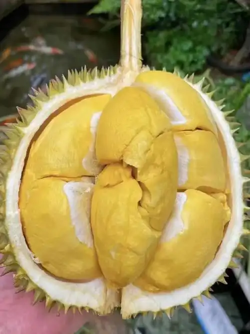 泰国长柄猫山王榴莲