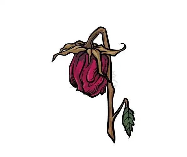 干枯玫瑰绘画图文教程