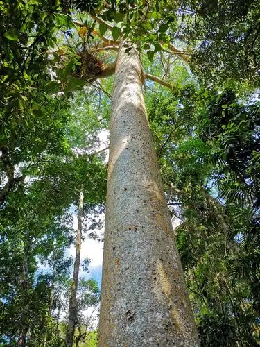 澳大利亚旅游集萃--植物篇