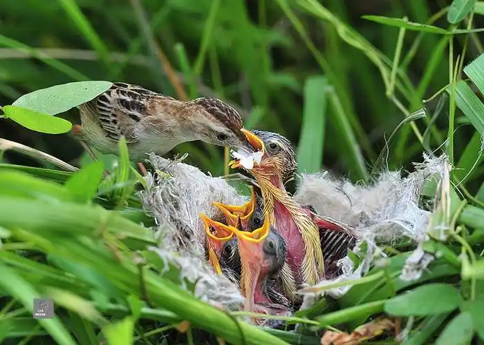 小小鸟抓拍到的四种鸟类喂食鸟宝宝图片,四种鸟分别为棕扇尾莺,白鹭