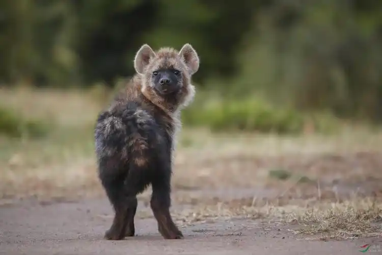 猎狗( 恭贺老师佳作荣获首页精华 !